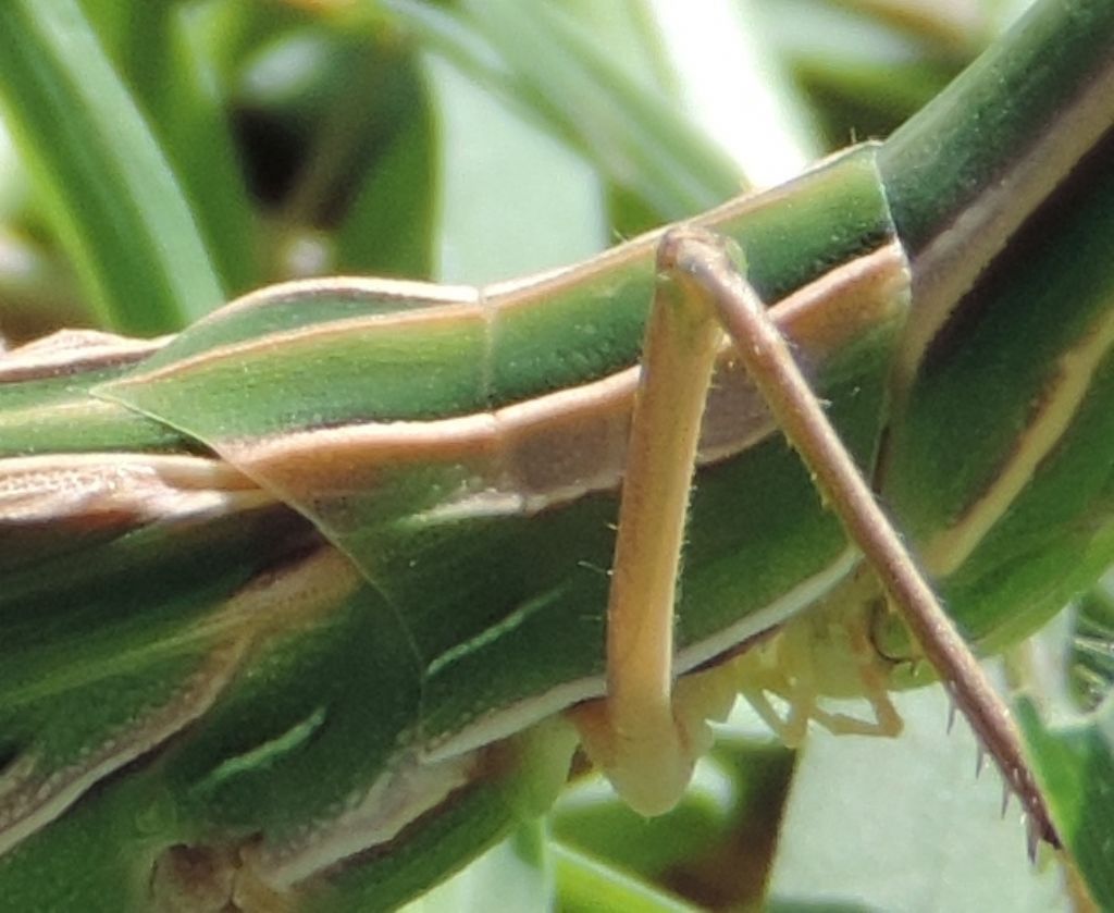 Acrida ungarica mediterranea Dirsh, 1949